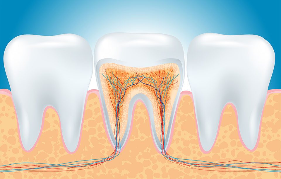 High River Root Canal Therapy | Highwood Dental | General and Family Dentistry